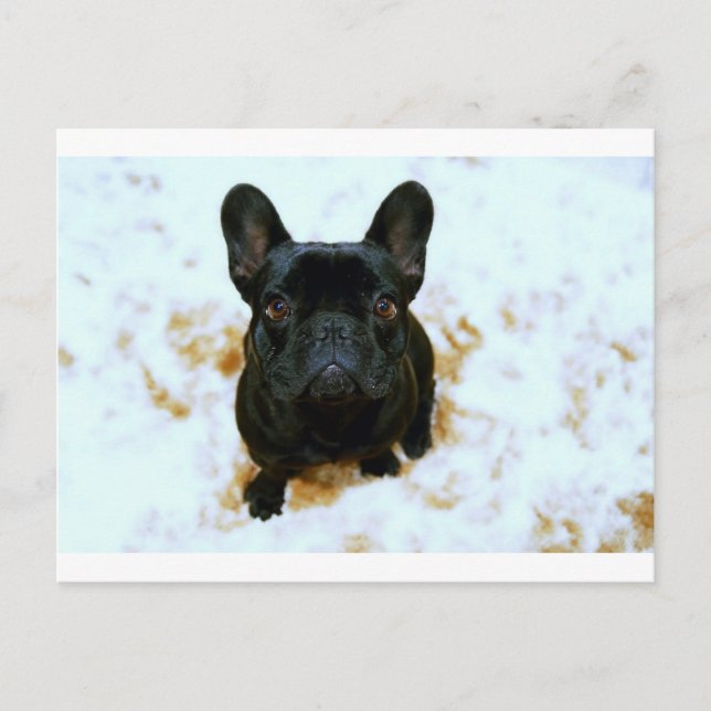 Adorable Französisch Bulldog Welpe! Postkarte (Vorderseite)