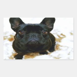 Adorable Französisch Bulldog Welpe! Rechteckiger Aufkleber