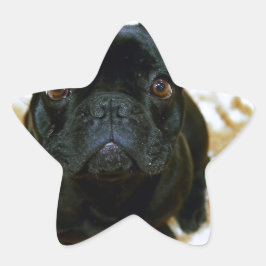 Adorable Französisch Bulldog Welpe! Stern-Aufkleber
