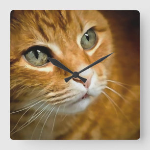 Adorable Ginger Tabby Cat Posing Pet Portrait Quadratische Wanduhr