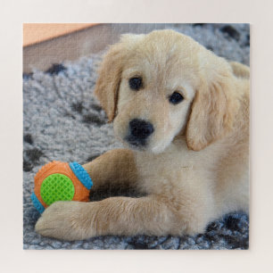 Adorable Golden Retriever Puppy