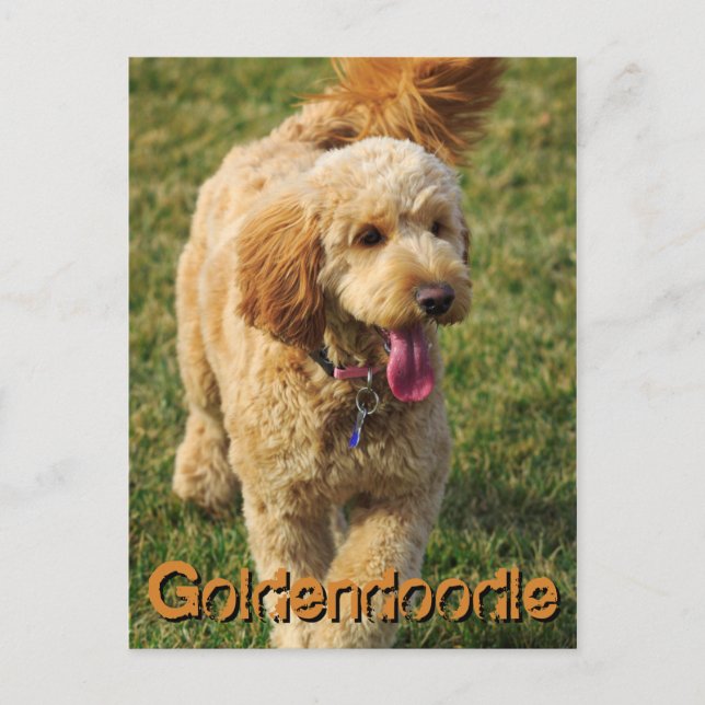 Adorable Goldendoodle Dog Postkarte (Vorderseite)