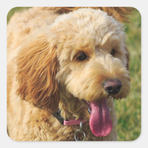 Adorable Goldendoodle Dog Quadratischer Aufkleber