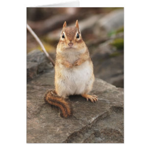 adorable graisse et chipmunk souple