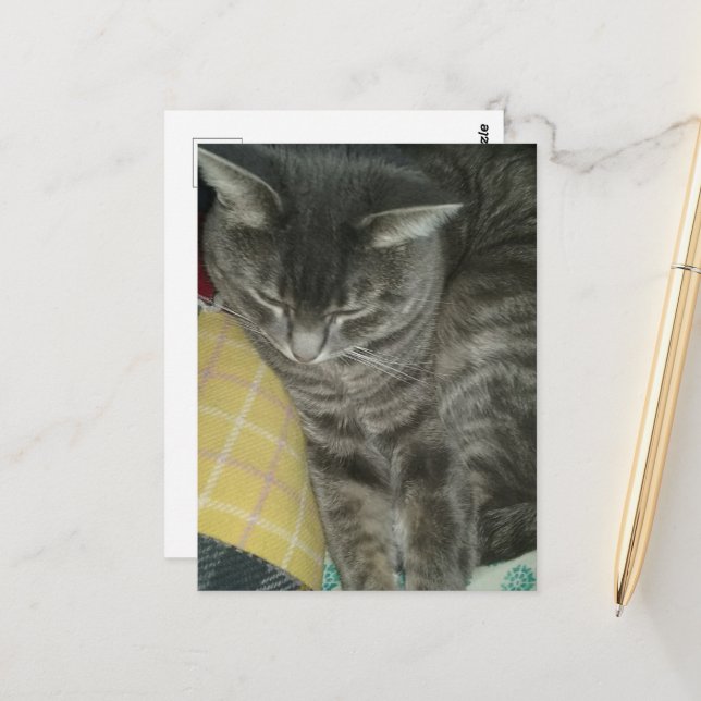 Adorable Gray Sleepy Tabby Kitty Postkarte (Vorderseite/Rückseite Beispiel)