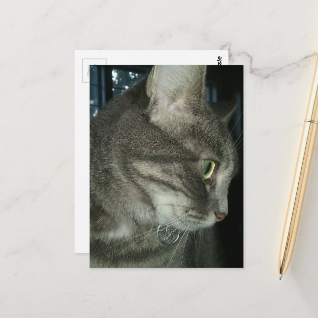 adorable grey tabby cat postkarte (Vorderseite/Rückseite Beispiel)