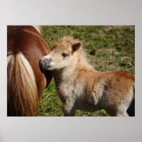 Adorable Haflinger Foal