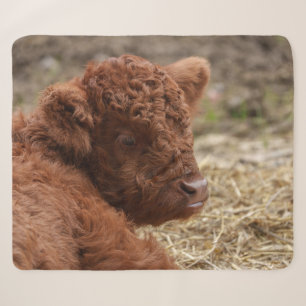 Adorable Hochlandkuhkalb in Hay Sherpadecke