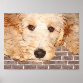 Adorable Hund Foto Poster
