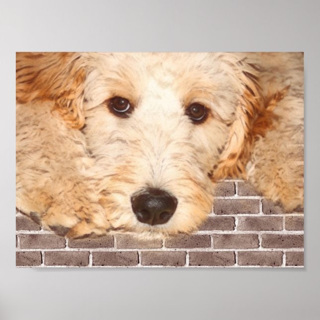 Adorable Hund Foto Poster (Vorne)