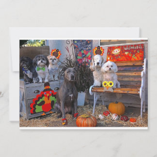 Adorable Hunde Glückwunsch Thanksgiving Grußkarte Karte