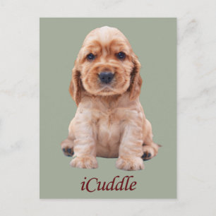 Adorable iCuddle Cocker Spaniel Postkarte