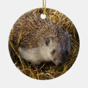 Adorable Igel in einem stabilen Feld Keramik Ornament