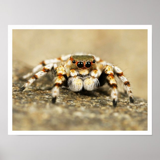 Adorable Jumping Spider Closeup Poster (Vorne)