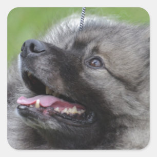 Adorable Keeshond Quadratischer Aufkleber