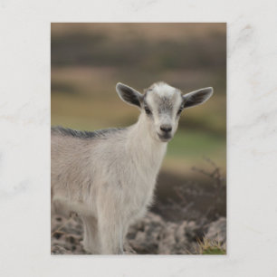 Adorable Kid Goat Postkarte