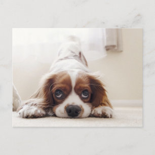 Adorable King Charles Cavalier Spaniel Carte posta
