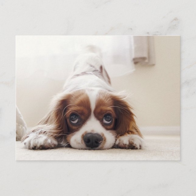 Adorable King Charles Cavalier Spaniel Postcard Postkarte (Vorderseite)