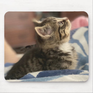 Adorable Kitten Foto oder laden Sie Ihr eigenes Bi Mousepad