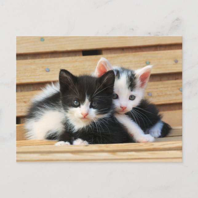 Adorable Kitten Friends Postkarte (Vorderseite)