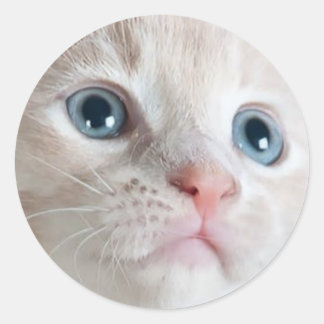 Adorable Kitten  Runder Aufkleber