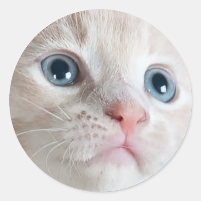 Adorable Kitten  Runder Aufkleber (Vorderseite)
