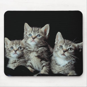 Adorable Kittens Mousepad