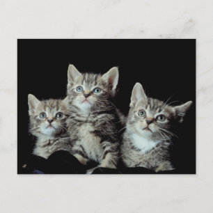 Adorable Kittens Postkarte