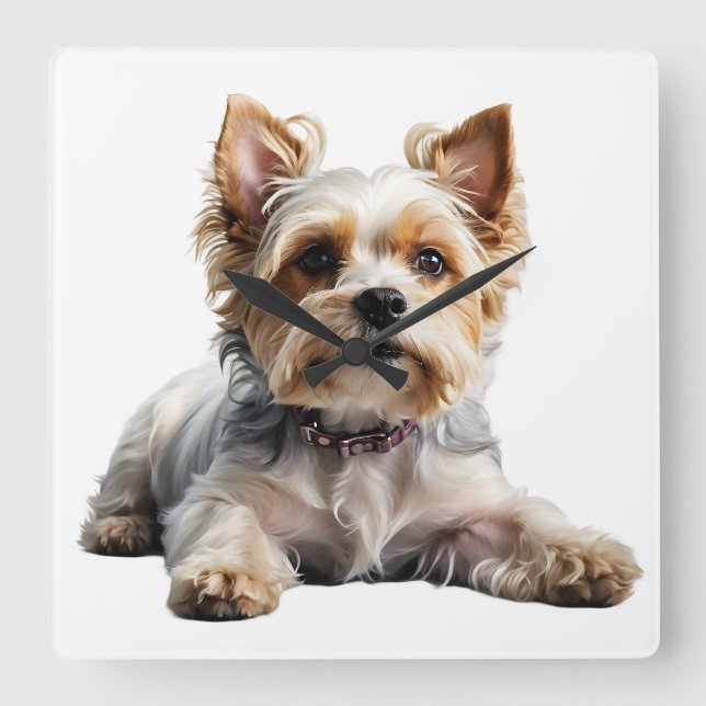 ADORABLE KLEINE BIEWER TERRIER HUND QUADRATISCHE WANDUHR (Vorderseite)