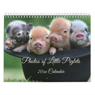 Adorable kleine Ferkel in einem Schwarz-Hat-Kalend Kalender
