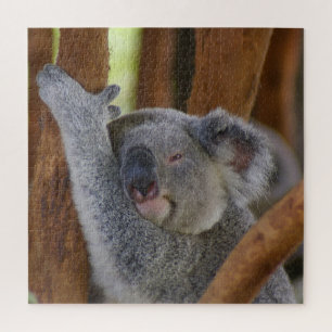 Adorable Koala Bear