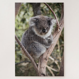Adorable koala in tree