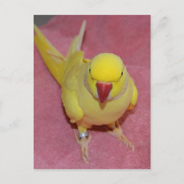 Adorable Lutino Indian Ringneck auf rosa Postkarte (Vorderseite)