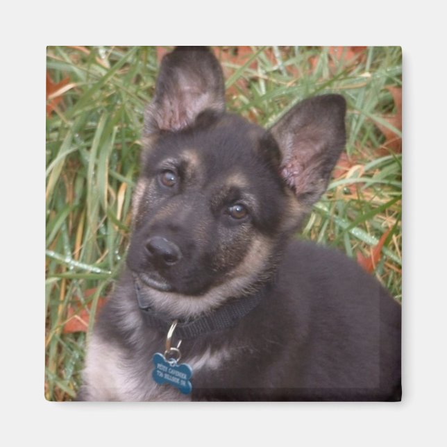 Adorable Magnets de chiot (Devant)