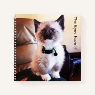 Adorable Masked Blue Mit Augen Siam Kitten Foto Notizbuch