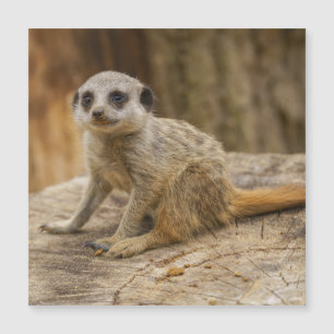 Adorable Meerkat Baby Magnetkarte