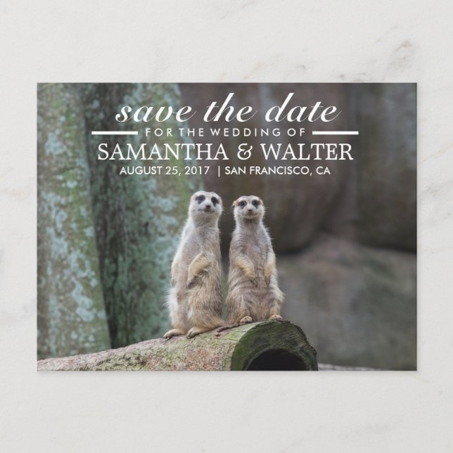 Adorable Meerkats Save the Date Ankündigungspostkarte (Vorderseite)