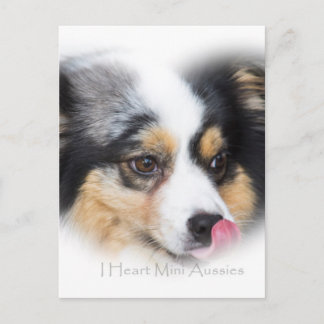 Adorable Mini Aussie Geschenksortiment Postkarte
