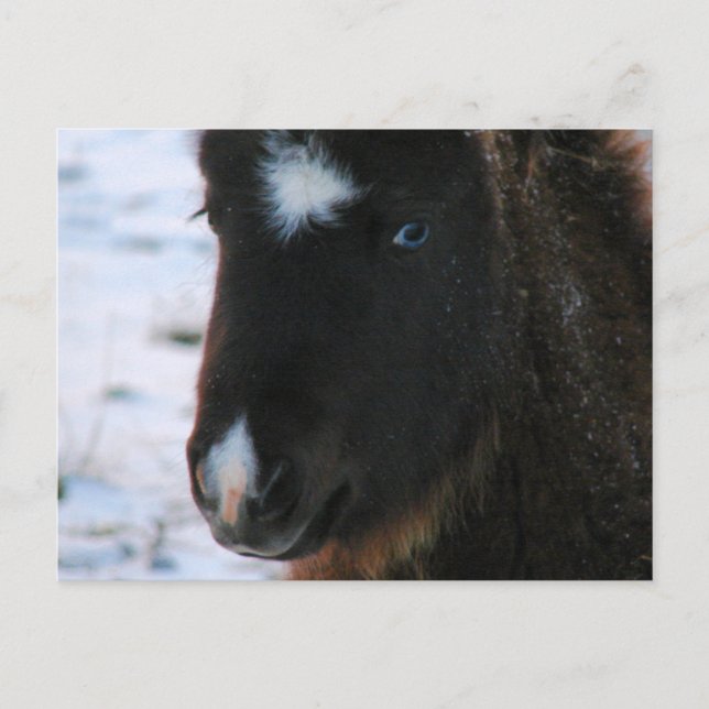 Adorable Mini Horse Fill Postkarte (Vorderseite)