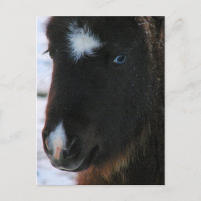 Adorable Mini Horse Fill Postkarte (Vorderseite)