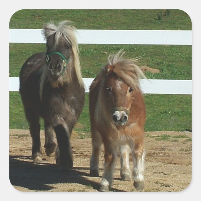 Adorable Miniatur Pferd Quadratischer Aufkleber (Vorderseite)