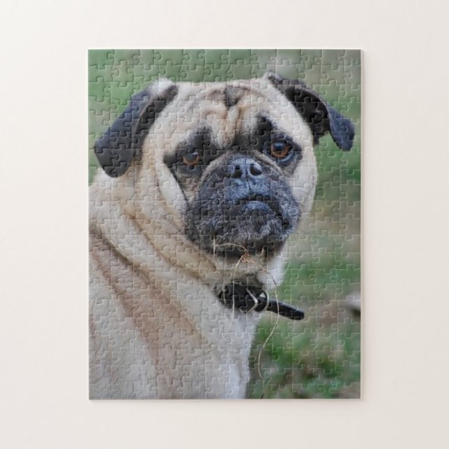 Adorable Mops Foto Puzzle (Vertikal)