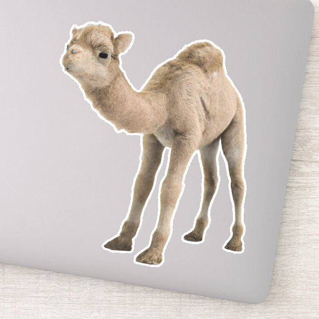 Adorable Niedlich Baby Camel Aufkleber - individue (Detail)