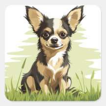 Adorable Niedlich Black, Tan & White Chihuahua Wel