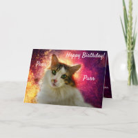 Adorable Niedlich Calico Katze