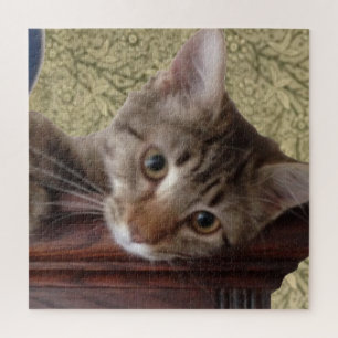 Adorable Niedlich Kitten
