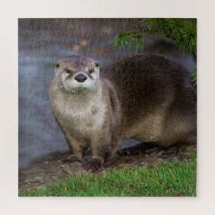 Adorable Otter am Ufer
