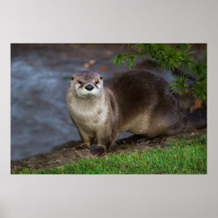 Adorable Otter am Ufer Poster