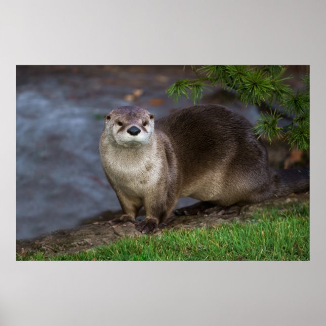 Adorable Otter am Ufer Poster (Vorne)