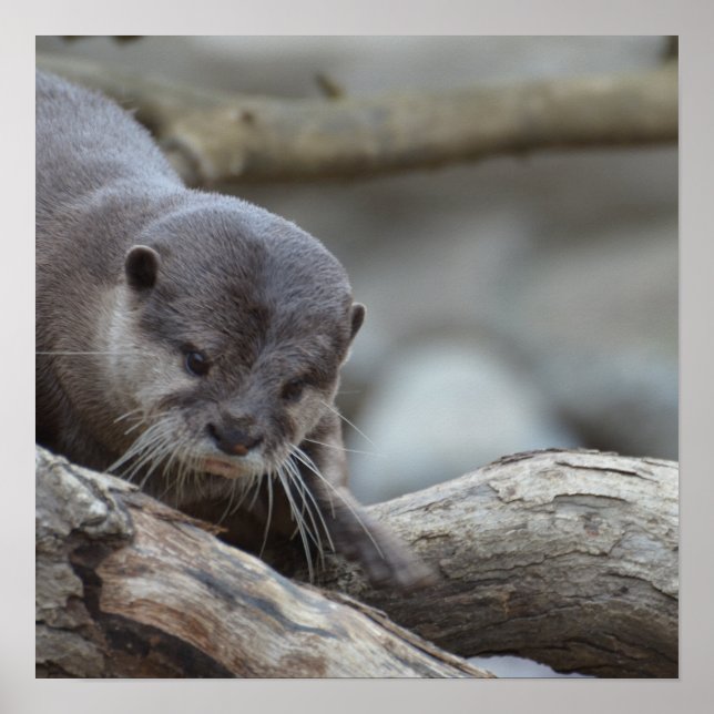 Adorable Otter Poster (Vorne)